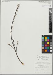 Foto von Salix repens L.